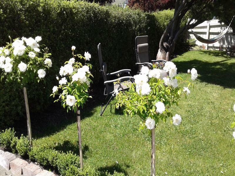 Coeden Cottage Blenheim Bagian luar foto