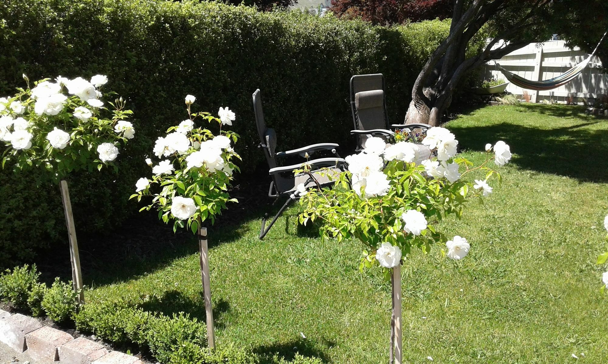 Coeden Cottage Blenheim Bagian luar foto